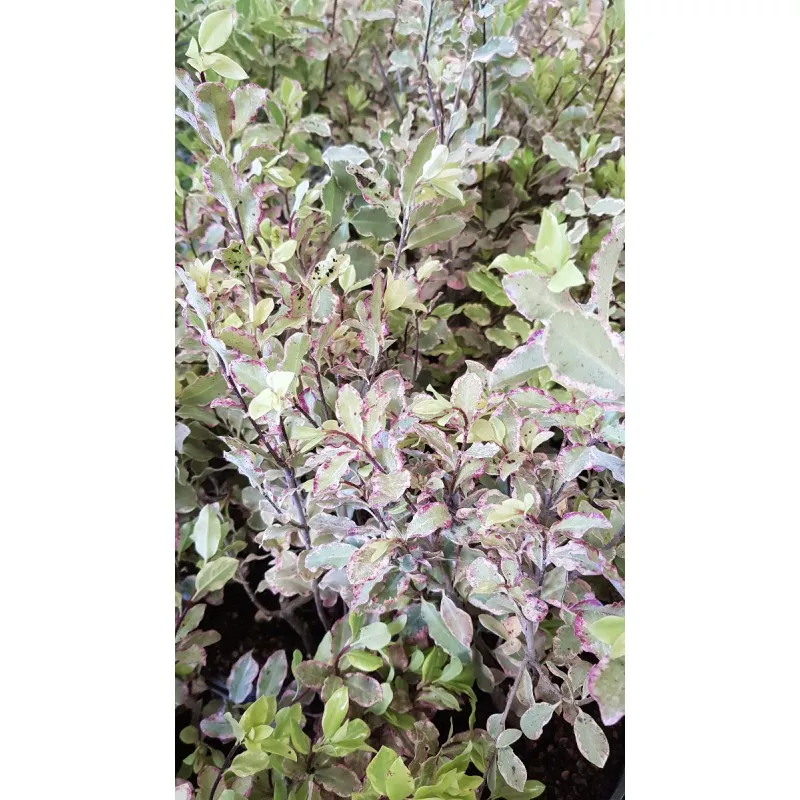 Pittosporum tenuifolium 'Elisabeth' / Pittosporum à petites feuilles 'Elisabeth' / Conteneur de 3 à 4 litres
