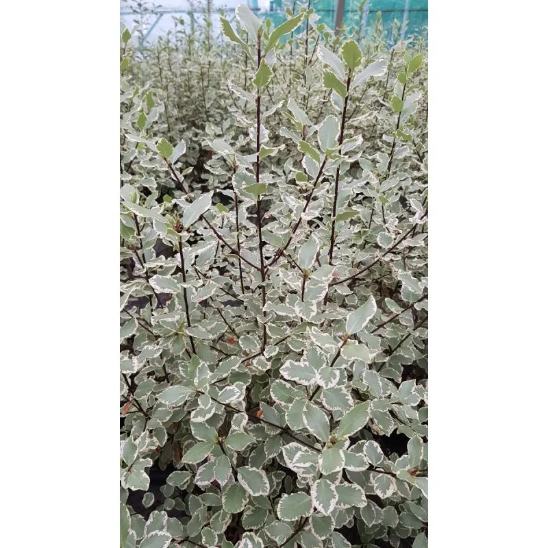Pittosporum tenuifolium 'Garnettii' / Pittosporum à petites feuilles 'Garnettii' / Conteneur de 3 à 4 litres