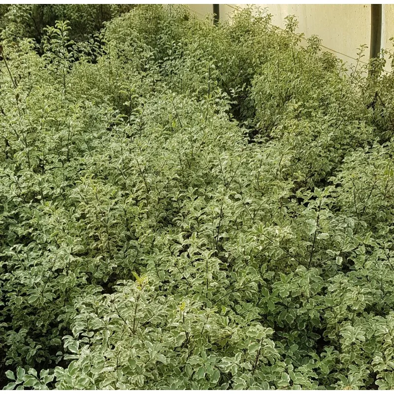 Pittosporum tenuifolium 'Variegatum' / Pittosporum à petites feuilles 'Variegatum' / Conteneur de 3 à 4 litres