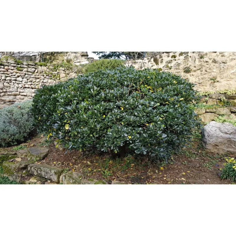Pittosporum tobira / Pittospore du Japon / Conteneur de 3 à 4 litres