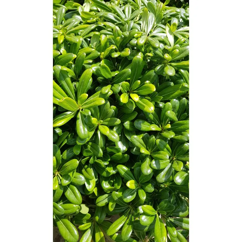 Pittosporum tobira 'Nana' / Pittospore du Japon nain / Conteneur de 3 à 4 litres