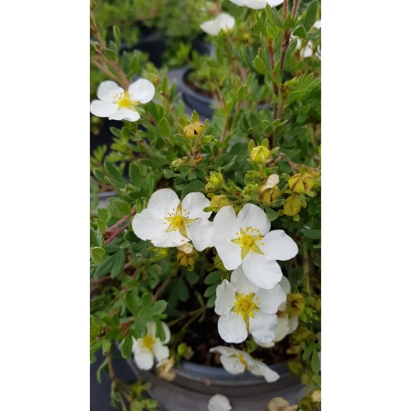 Potentilla fruticosa 'Abbotswood' / Potentille arbustive blanche / Conteneur de 3 à 4 litres