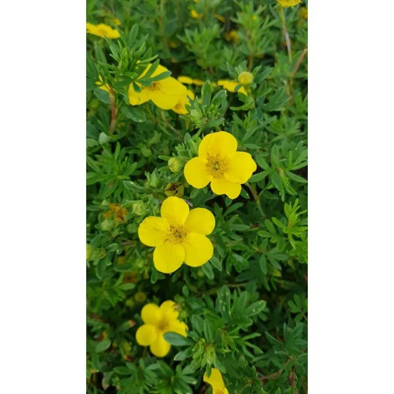 Potentilla fruticosa 'Goldfinger' / Potentille arbustive jaune / Conteneur de 3 à 4 litres