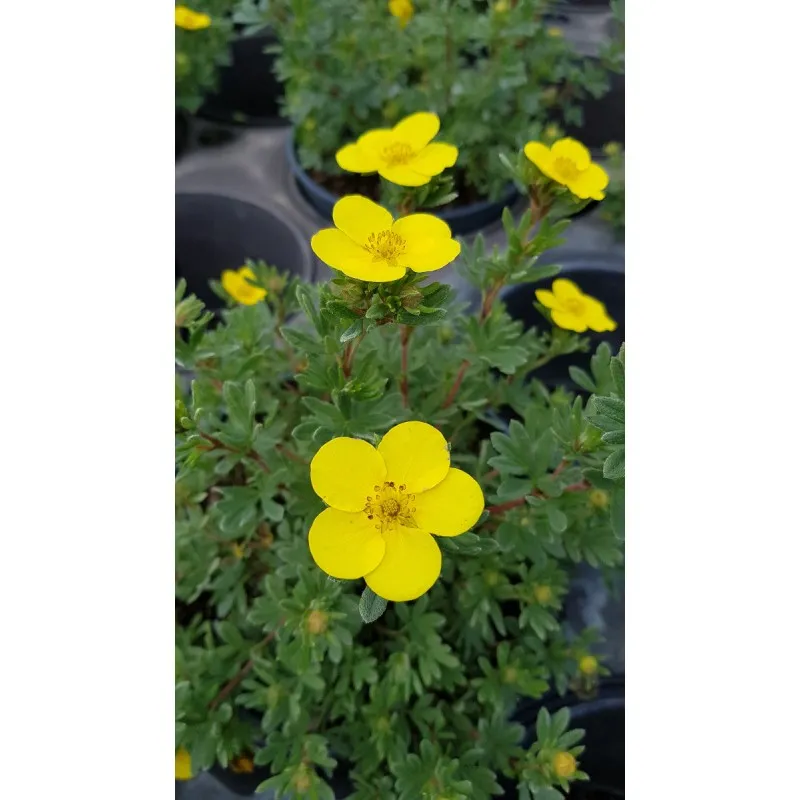 Potentilla fruticosa 'Sommerflor' / Potentille arbustive jaune clair / Conteneur de 3 à 4 litres