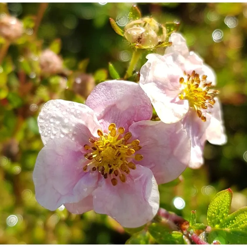 Potentilla fruticosa 'New Dawn' / Potentille arbustive rose tendre / Conteneur de 3 à 4 litres