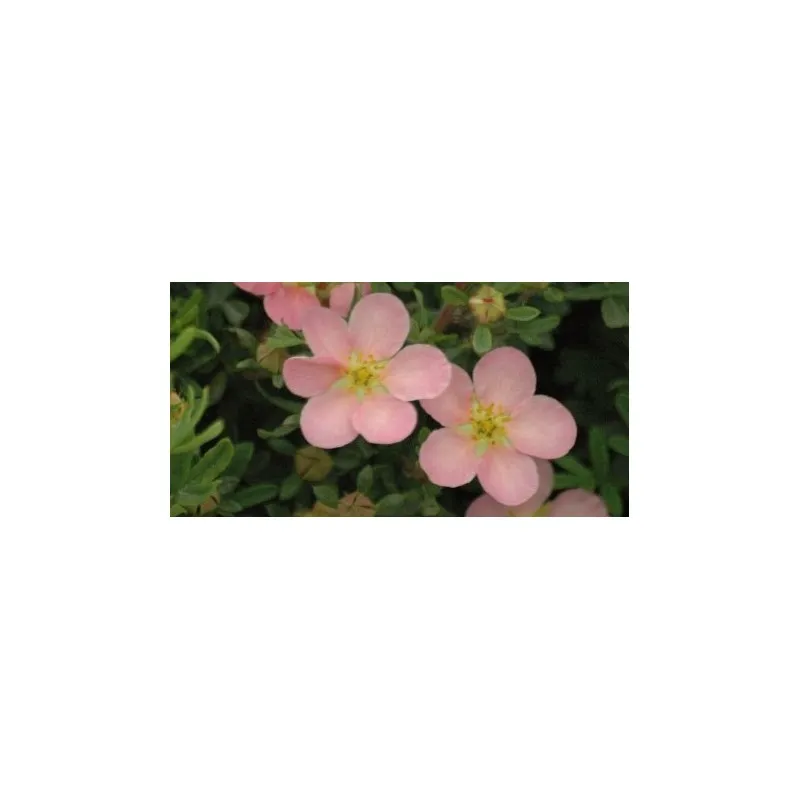 Potentilla fruticosa 'Pink Queen' / Potentille arbustive rose clair / Conteneur de 3 à 4 litres