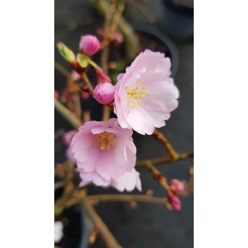 Prunus x 'Accolade' / Cerisier du Japon / Conteneur de 7 à 10 litres / Touffe