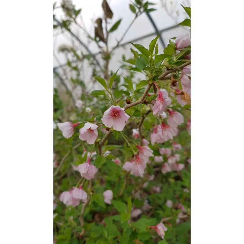 Prunus incisa 'Kojo No Mai' / à fleurs du Japon nain / Conteneur de 3 à 4 litres