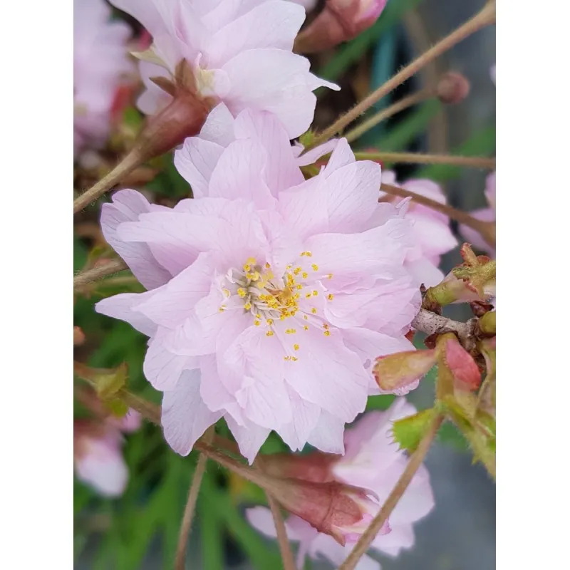 Prunus incisa 'Oshidori' / Cerisier à fleurs du Japon nain / Conteneur de 3 à 4 litres