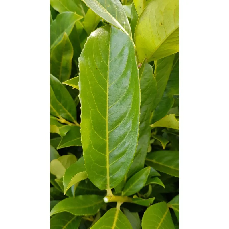 Prunus laurocerasus 'Caucasica Fontanettes' / Laurier palme / Conteneur de 7 à 10 litres
