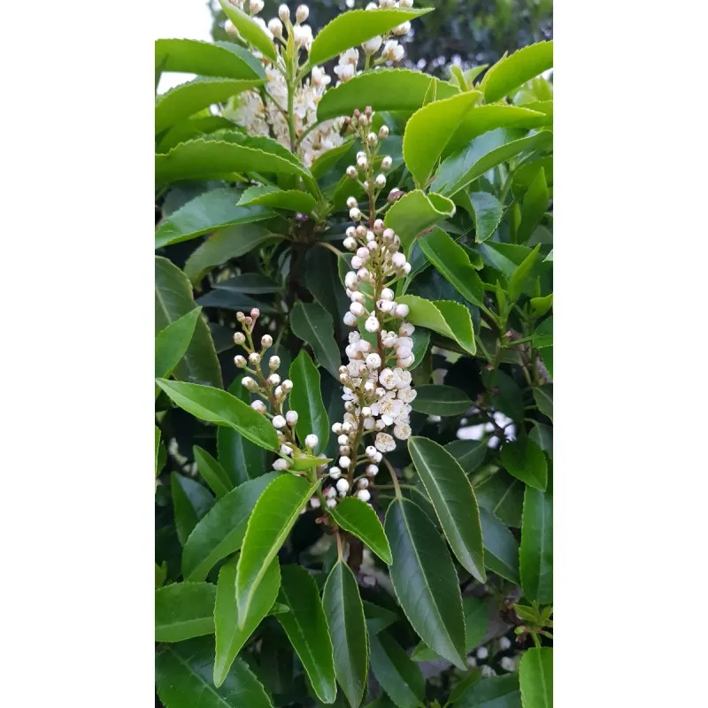Prunus lusitanica / Laurier du Portugal / Conteneur de 7 à 10 litres