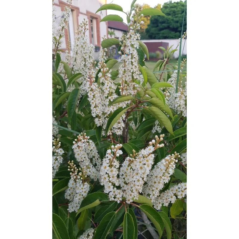 Prunus lusitanica 'Angustifolia' / Laurier du Portugal pyramidale / Conteneur de 3 à 4 litres