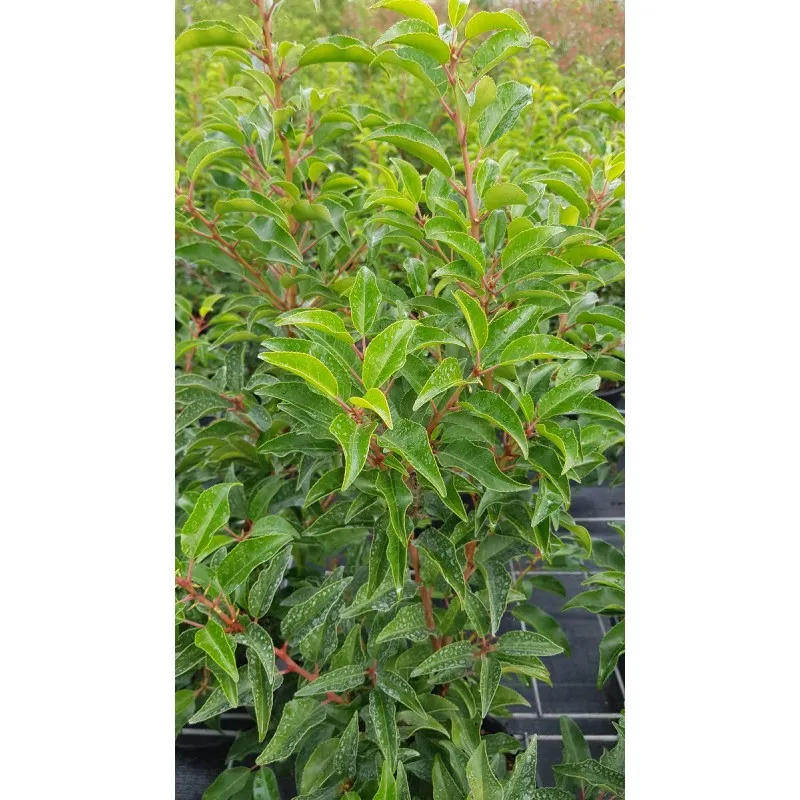 Prunus lusitanica 'Brenelia'® / Laurier du Portugal / Conteneur de 3 à 4 litres
