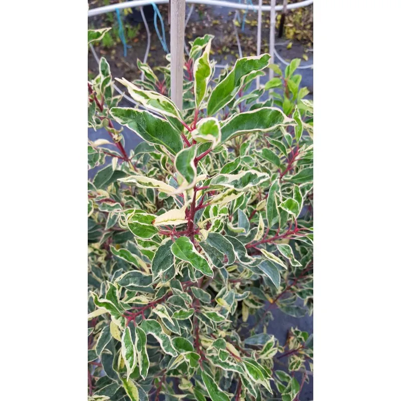 Prunus lusitanica 'Variegata' / Laurier du Portugal panaché / Conteneur de 3 à 4 litres