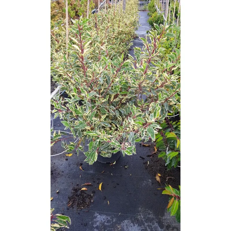 Prunus lusitanica 'Variegata' / Laurier du Portugal panaché / Conteneur de 7 à 10 litres