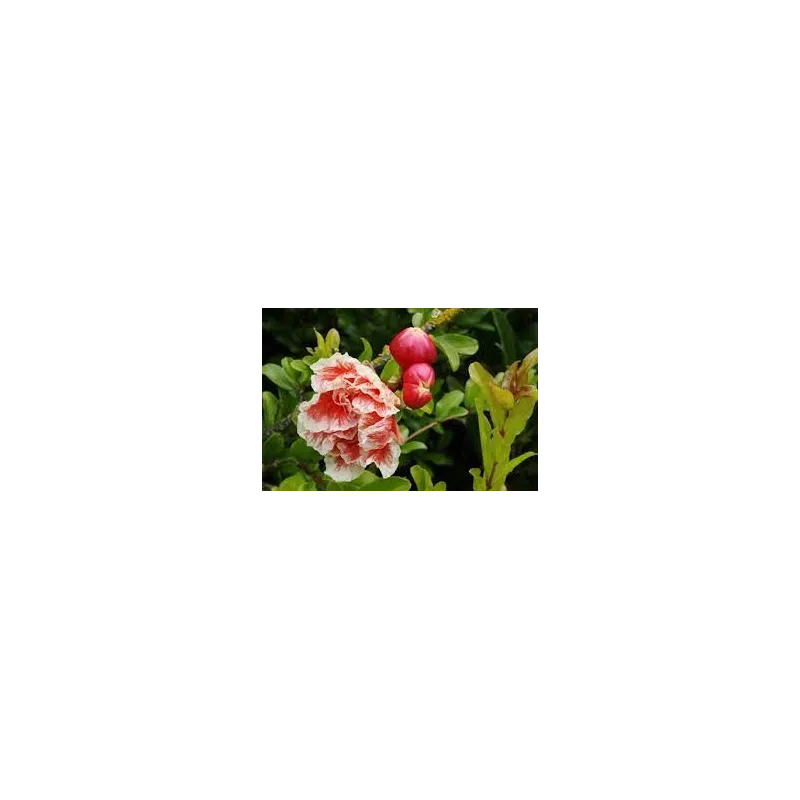 Punica granatum 'Legrelliae' / Grand grenadier à fleurs / Conteneur de 7 à 10 litres