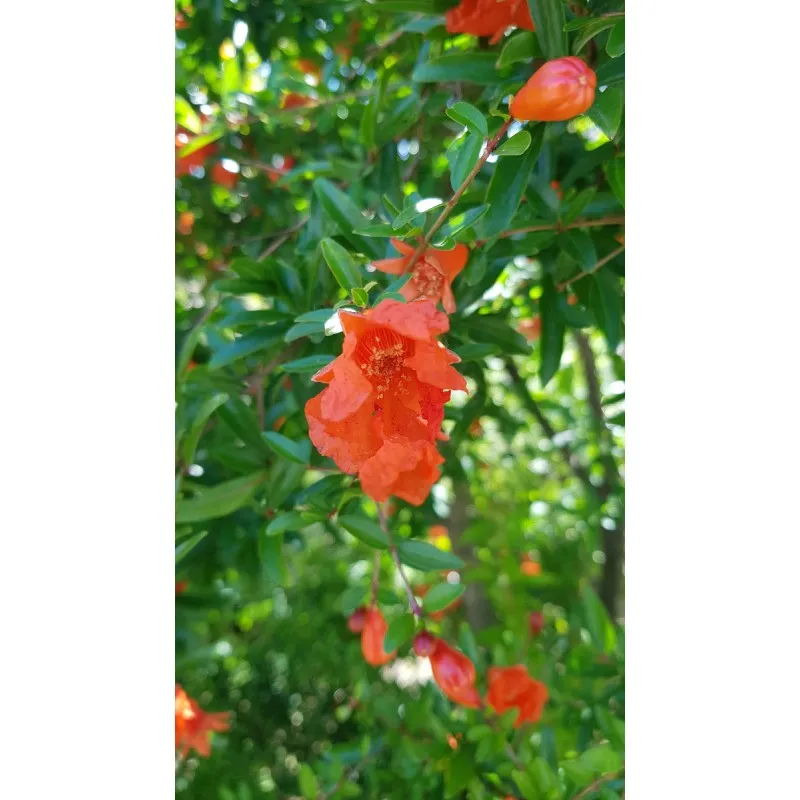 Punica granatum 'Nana Gracilissima' / Grenadier à fleurs nain / Conteneur de 3 à 4 litres