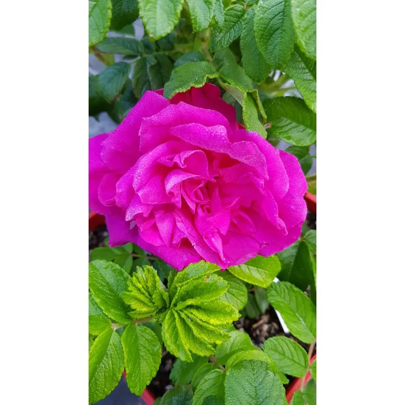 Rosa rugosa 'Moje Hammarberg' / Rosier rugueux rose mauve / Conteneur de 3 à 4 litres