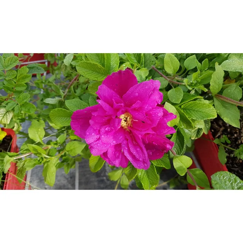 Rosa rugosa ANGELIA® PURPLE 'Minrugo4v' / Rosier rugueux poupre / Conteneur de 3 à 4 litres