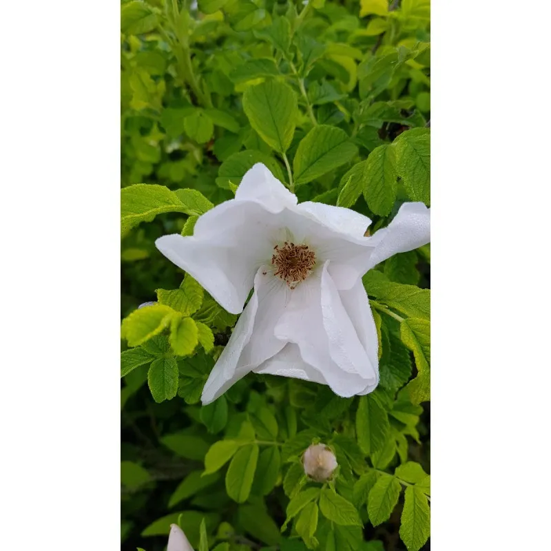 Rosa rugosa 'Alba' / Rosier rugueux blanc / Conteneur de 3 à 4 litres