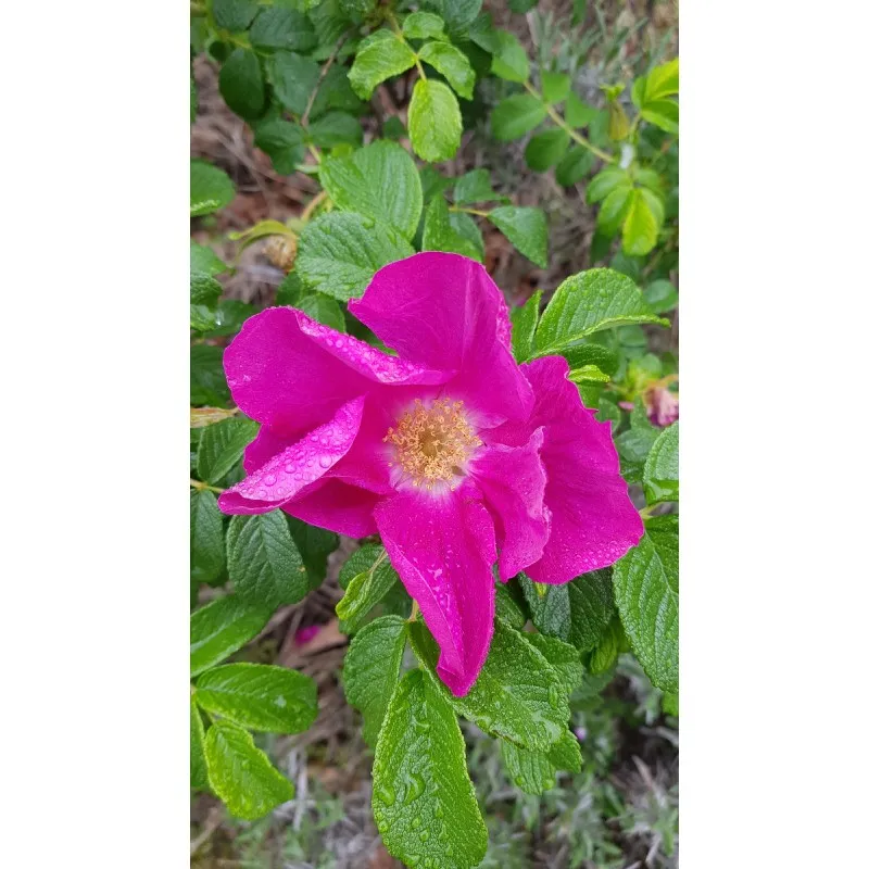 Rosa rugosa 'Rubra' / Rosier rugueux rouge / Conteneur de 3 à 4 litres