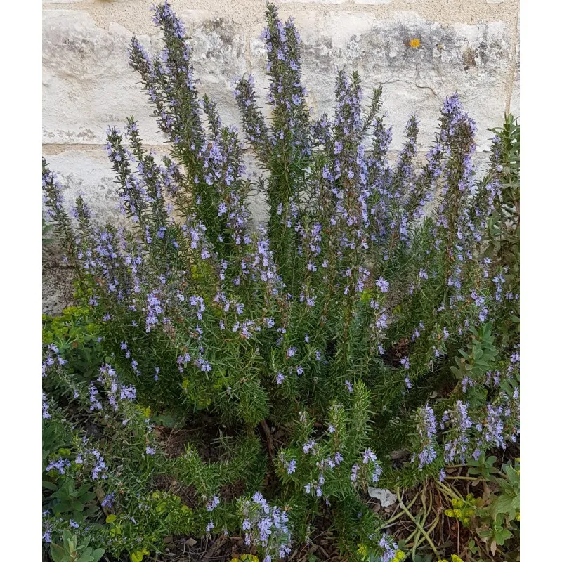 Rosmarinus officinalis / Romarin officinal / Conteneur de 2 à 2.9 litres / Aromatique