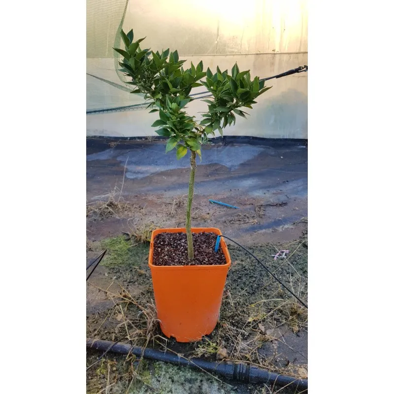 Citrus myrtifolia greffé sur Poncirus trifoliata / Mandarinier Chinois - Chinotto / Conteneur de 5 à 6 litres