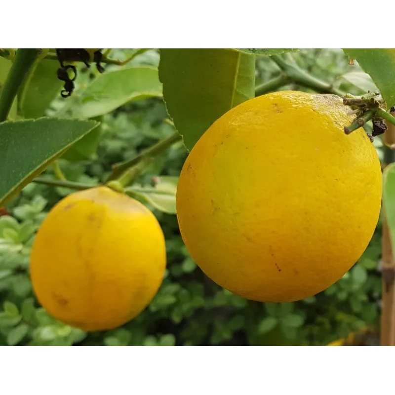 Citrus x meyeri greffé sur Poncirus trifoliata / Citronnier Meyer / Conteneur de 5 à 6 litres