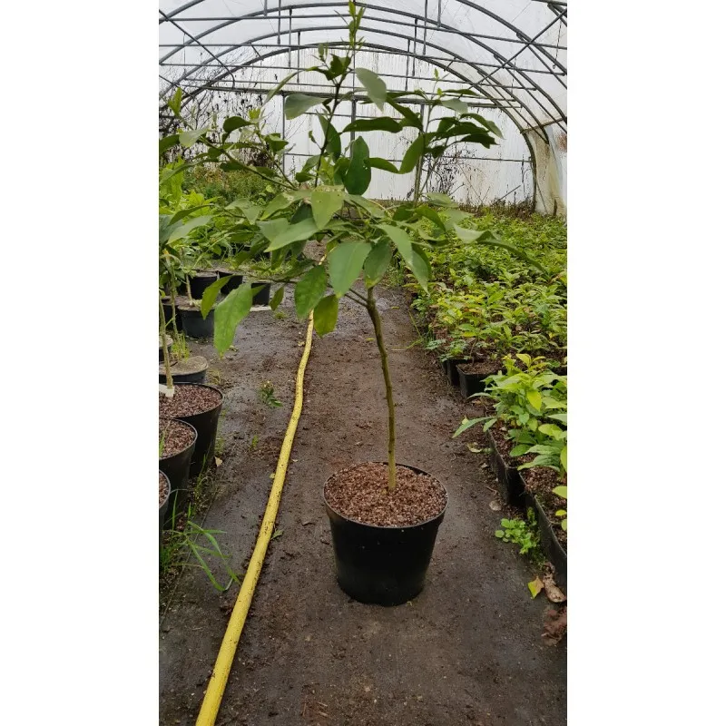 Citrus paradisi 'Enzo' greffé sur Poncirus trifoliata / Pomelos Enzo / Conteneur de 5 à 6 litres