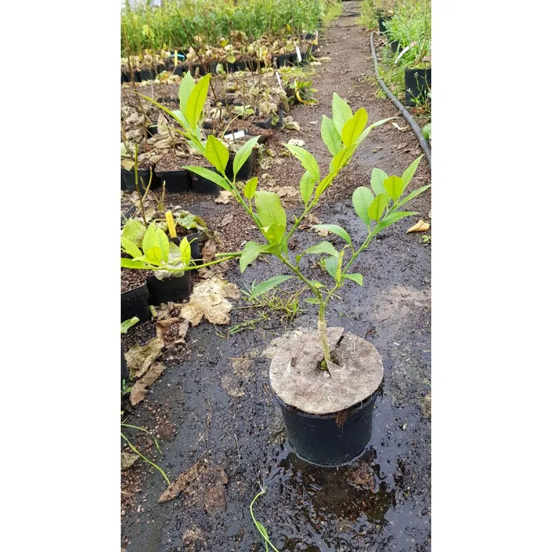 Citrus aurantifolia x Fortunella margarita greffé sur Poncirus trifoliata / Limequat long / Conteneur de 2 à 2.9 litres / Touffe