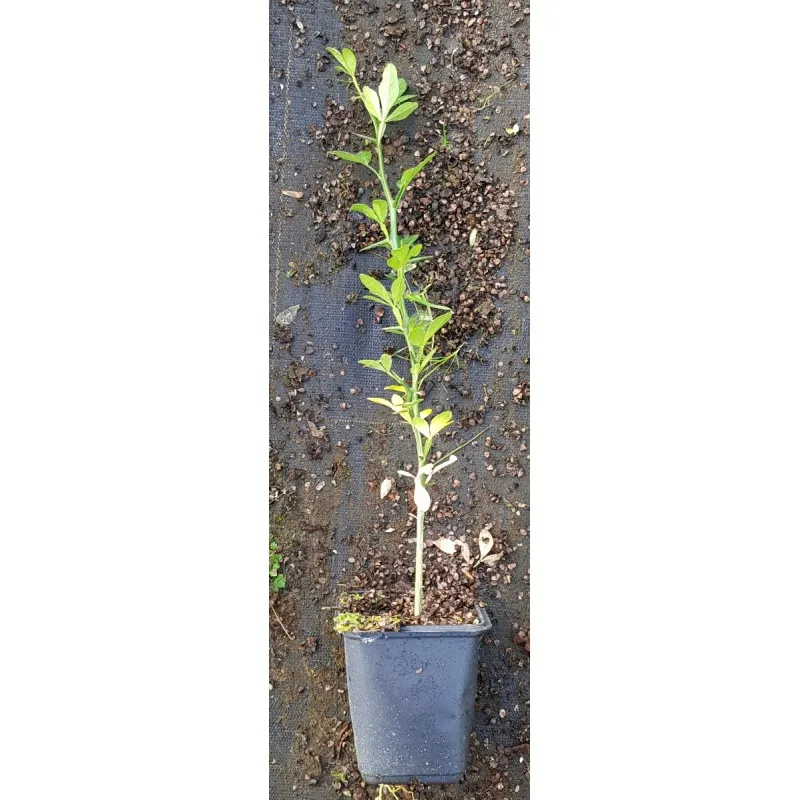 Poncirus trifoliata (Semis) / Oranger trifolié / Godet