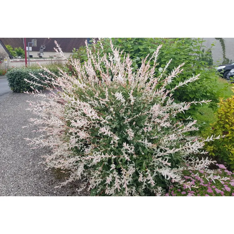 Salix integra 'Hakuro-Nishiki' / Saule crevette / Conteneur de 7 à 10 litres