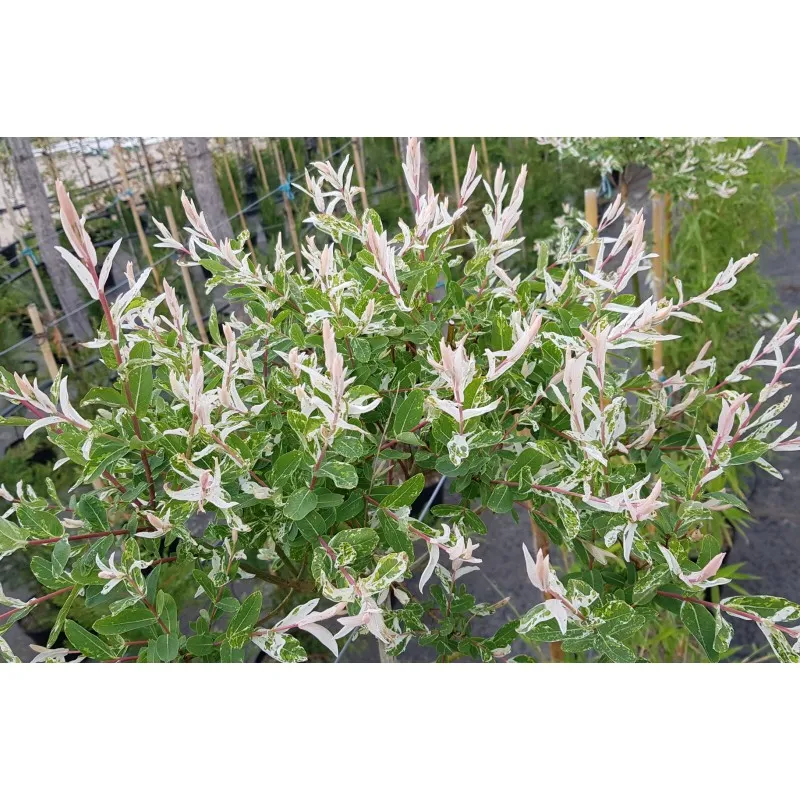 Salix integra 'Hakuro-Nishiki' / Saule crevette / Conteneur de 7 à 15 litres / Demi-tige