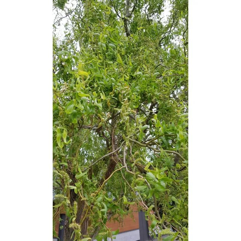 Salix matsudana 'Tortuosa'/ Saule tortueux / Conteneur de 7 à 10 litres