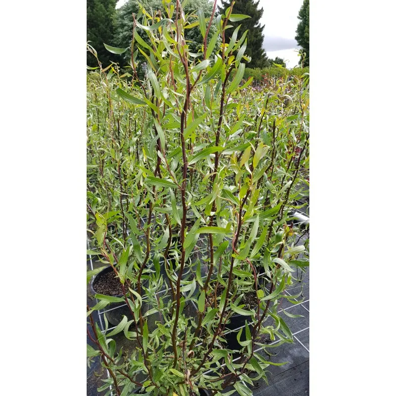 Salix matsudana 'Tortuosa Chocolat'/ Saule tortueux Chocolat / Conteneur de 2 à 2.9 litres