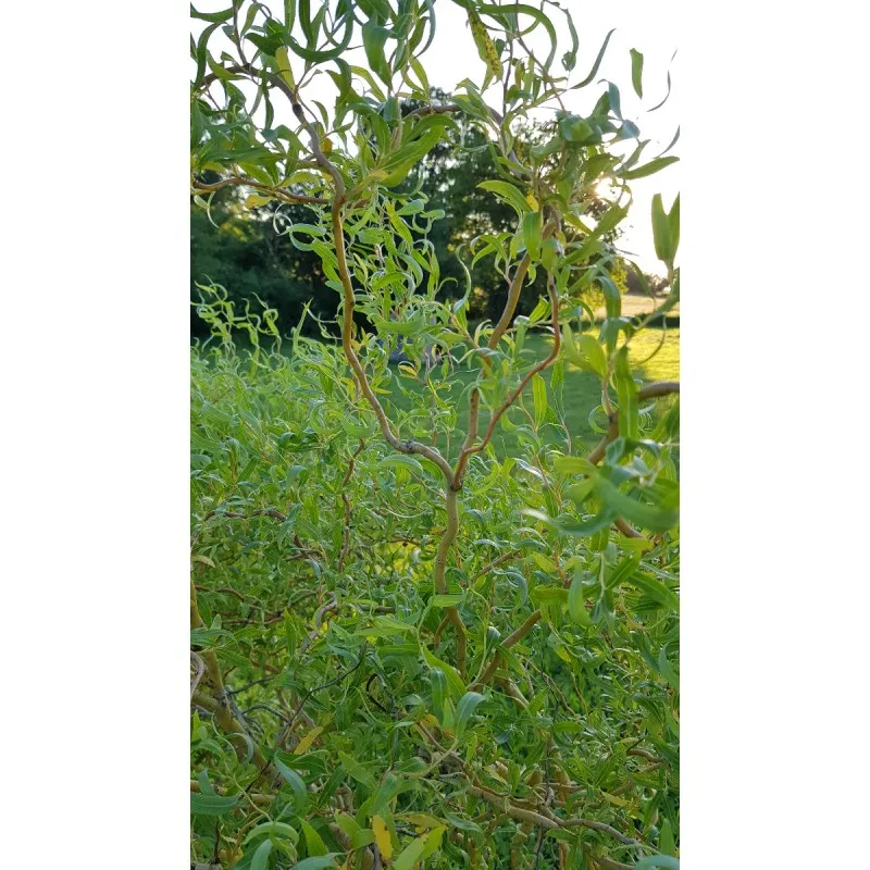 Salix x erythroflexuosa / Saule tortueux jaune / Conteneur de 7 à 10 litres