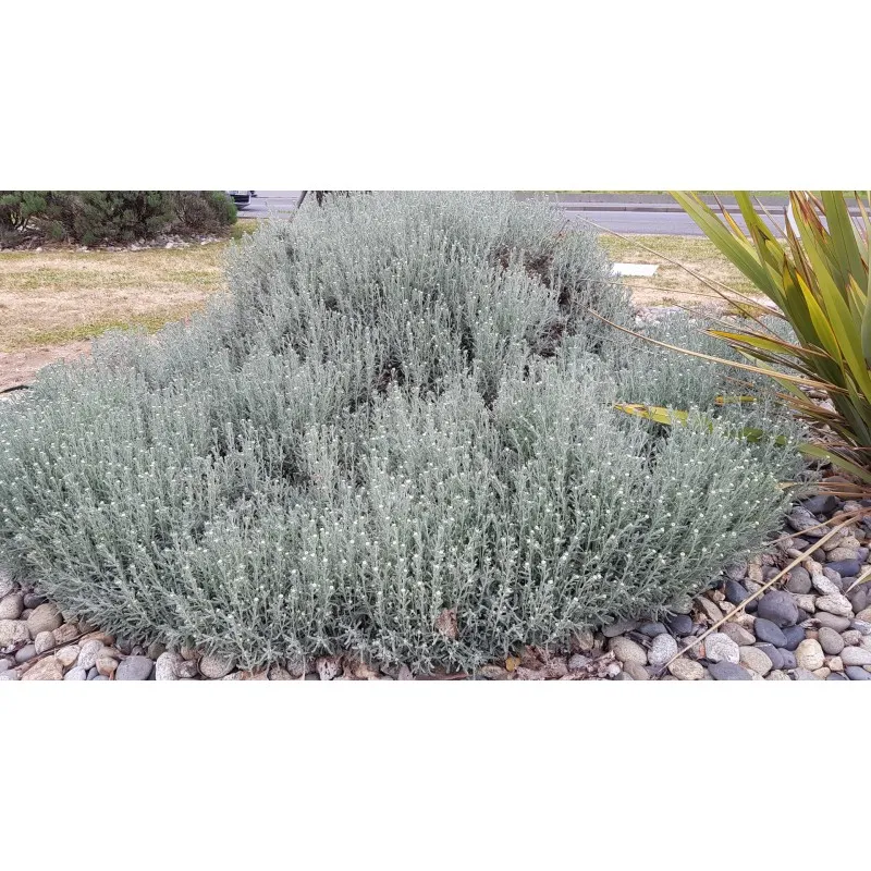 Santolina chamaecyparissus / Santoline argentée / Conteneur de 3 à 4 litres