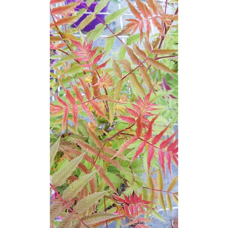 Sorbaria sorbifolia PINK HOPI® 'COUSORB05' / Fausse spirée à feuilles de sorbier / Conteneur de 3 à 4 litres
