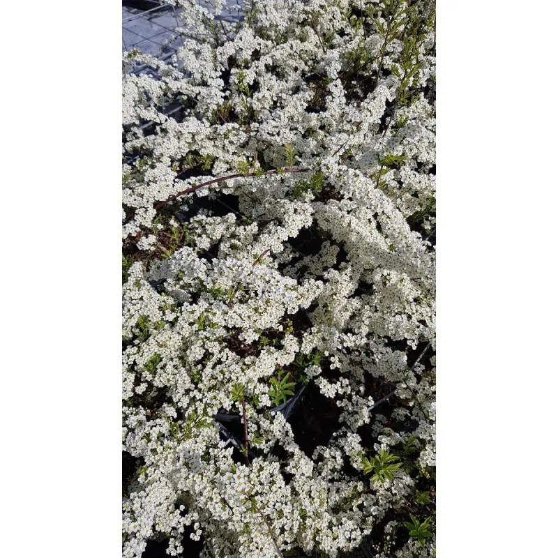 Spiraea x arguta / Spirée arguta / Conteneur de 7 à 10 litres