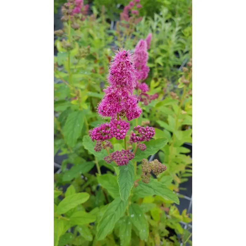 Spiraea x billardii / Spirée de Billiard / Conteneur de 3 à 4 litres