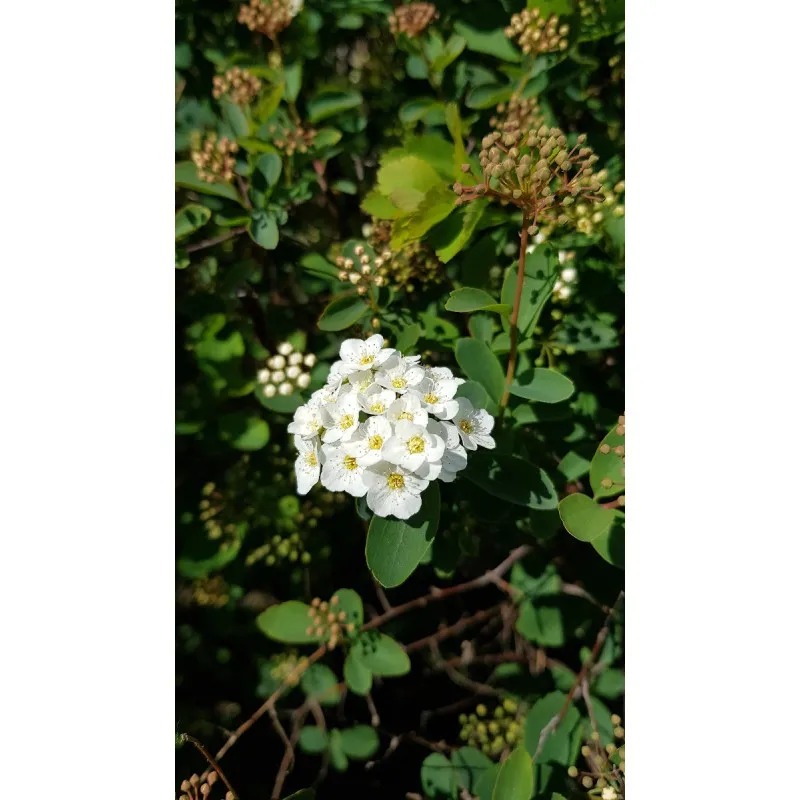 Spiraea x vanhouttei / Spirée de Van Houtte / Conteneur de 3 à 4 litres