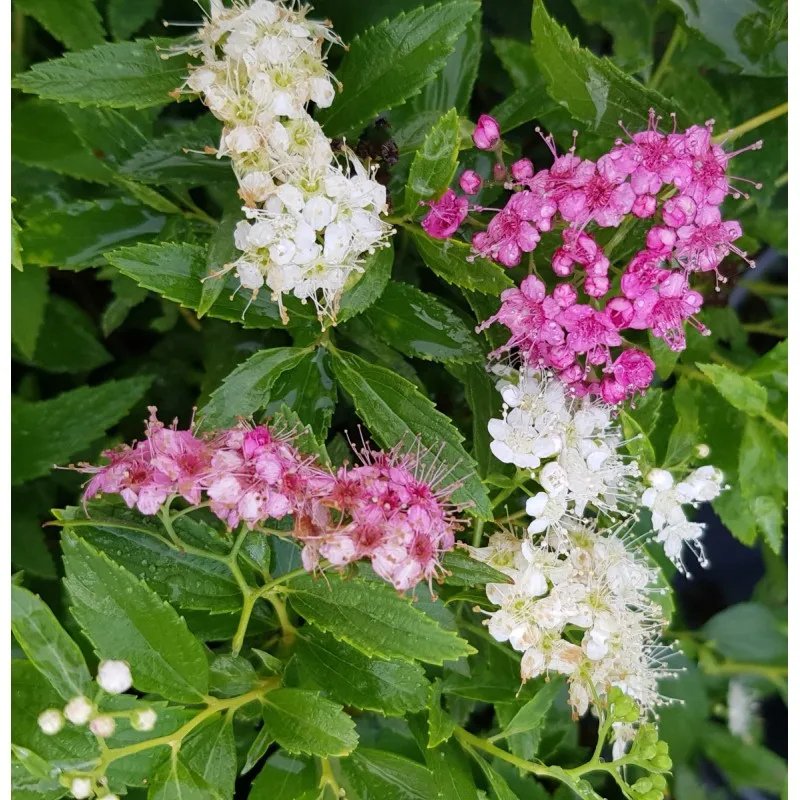Spiraea japonica 'Shirobana' / Spirée japonaise naine rose et blanche / Conteneur de 3 à 4 litres