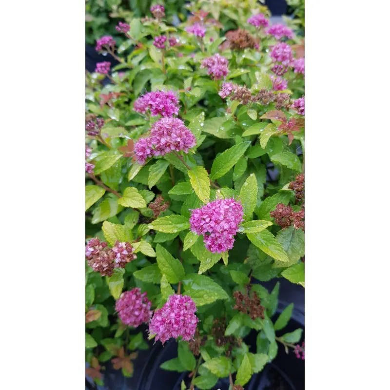 Spiraea japonica 'Goldmound' / Spirée japonaise naine Goldmound / Conteneur de 3 à 4 litres