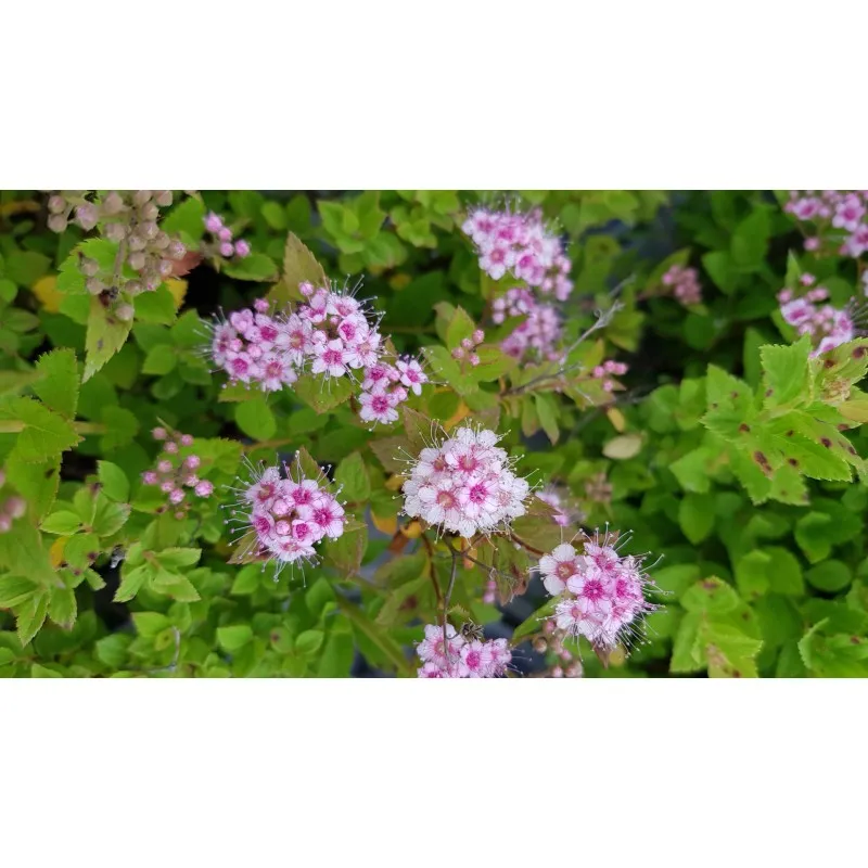 Spiraea japonica 'Little Princess' / Spirée japonaise naine rose / Conteneur de 3 à 4 litres