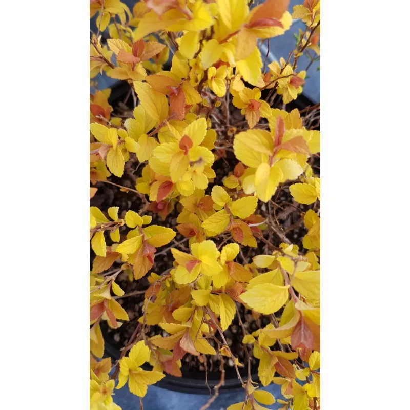 Spiraea japonica 'Golden Princess' / Spirée japonaise naine Golden Princess / Conteneur de 3 à 4 litres
