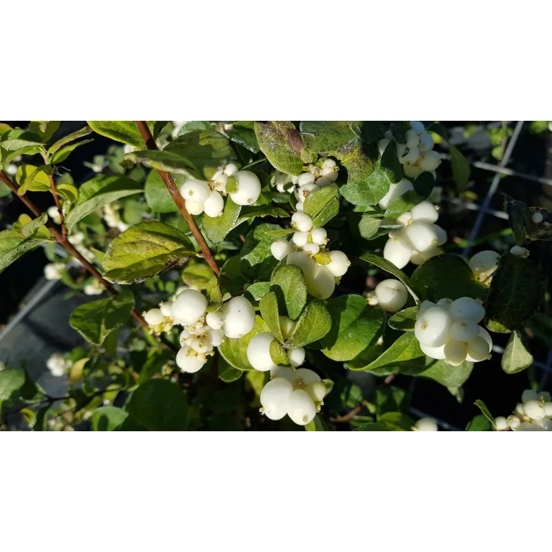 Symphoricarpos x doorenbosii 'White Hedge' / Symphorine de Doorenbos à fruits blancs / Conteneur de 3 à 4 litres