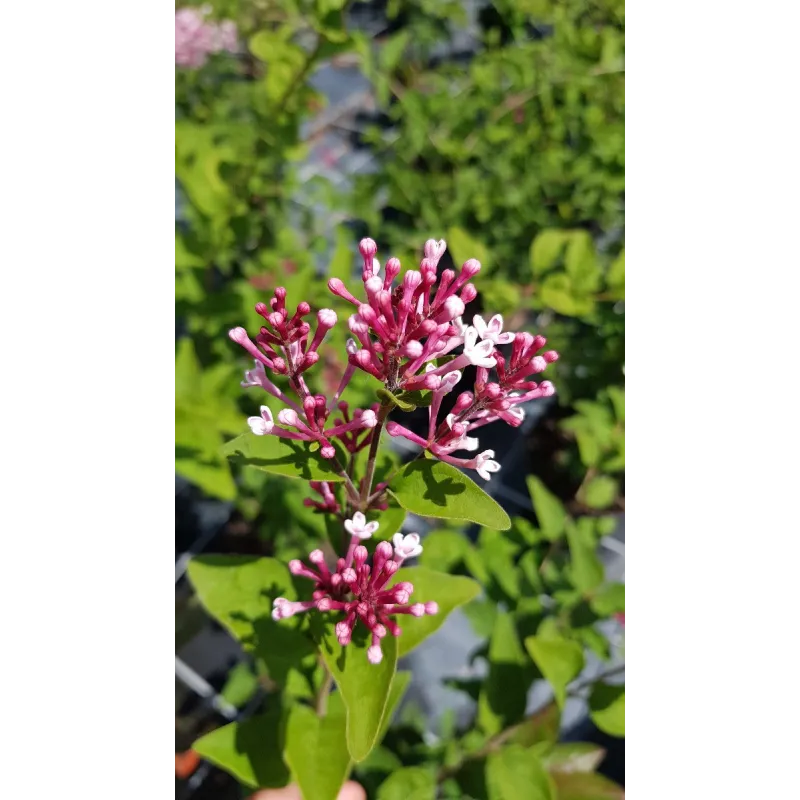 Syringa microphylla 'Superba' / Lilas à petites feuilles Superba / Conteneur de 3 à 4 litres