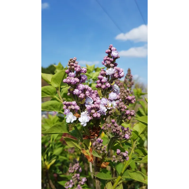 Syringa vulgaris 'Michel Buchner' / Lilas commun violet Pastel / Conteneur de 7 à 10 litres
