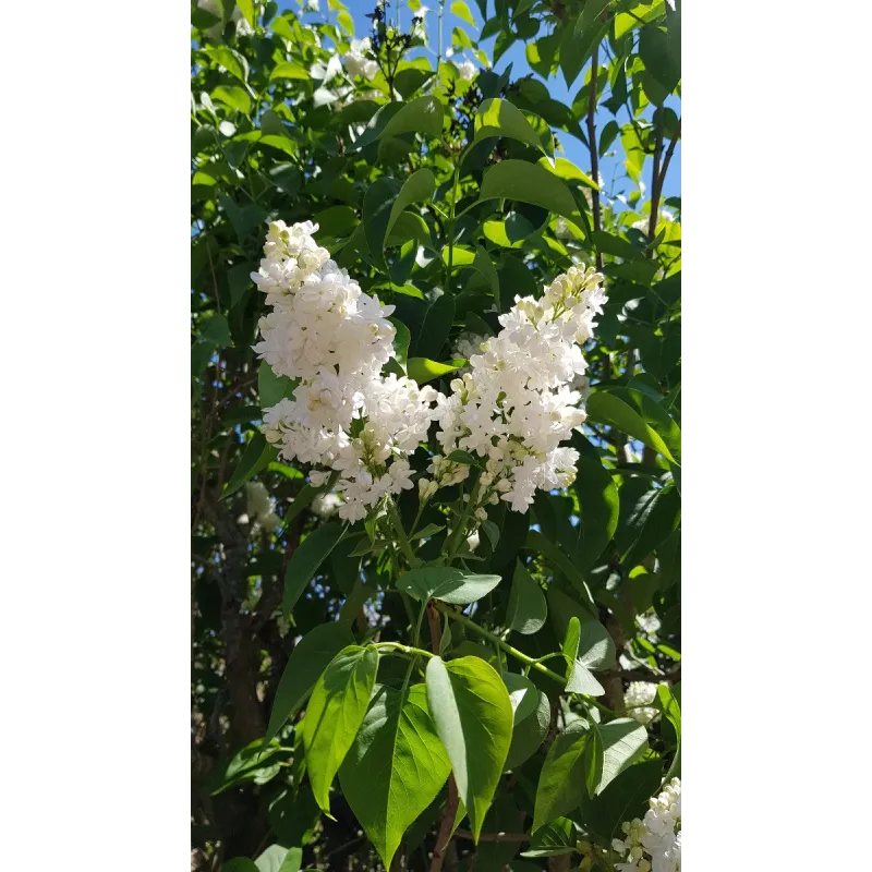 Syringa vulgaris 'Madame Lemoine' / Lilas commun blanc / Conteneur de 7 à 10 litres