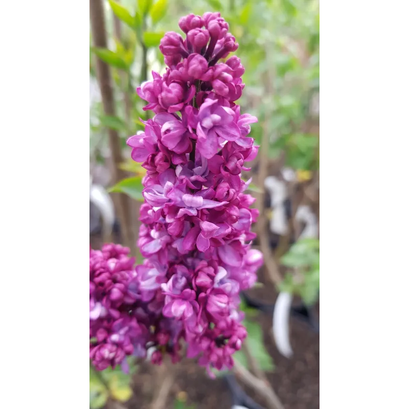 Syringa vulgaris 'Charles Joly' / Lilas commun rouge bordeaux / Conteneur de 7 à 10 litres